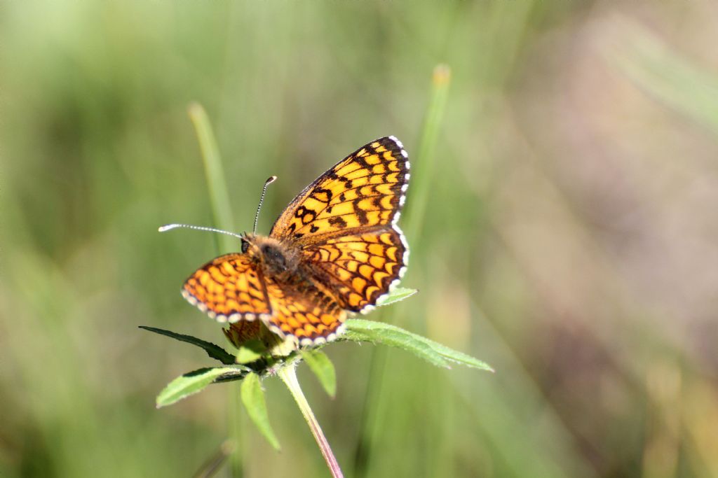 Melitaea phoebe? S